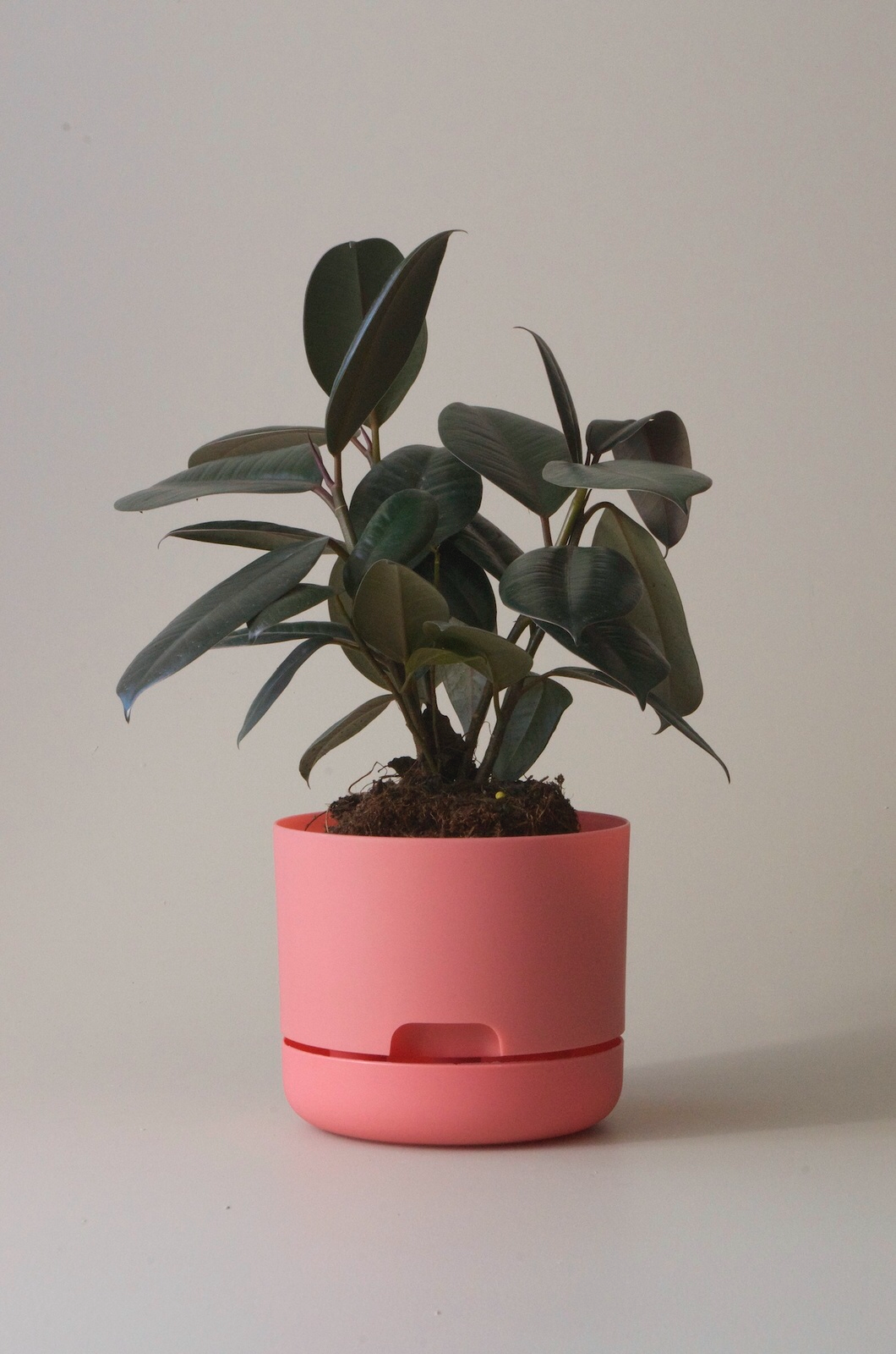 Mr Kitly x Decor selfwatering pots - Persimmon